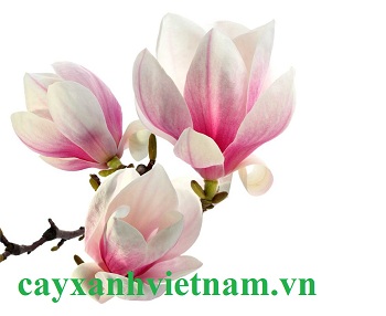 BÁN CÂY HOA MỘC LAN