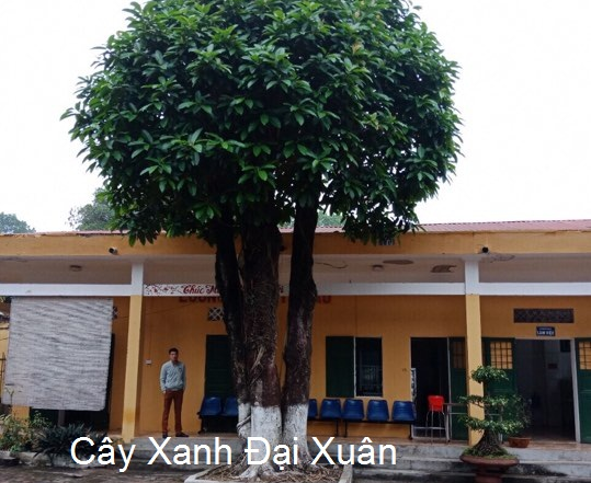BÁN CÂY ĐA LAN