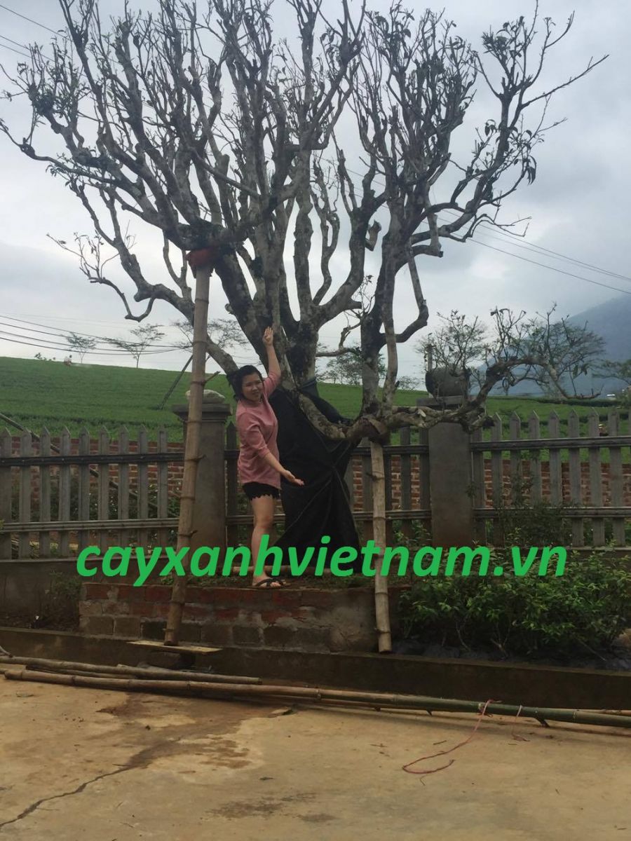 KỸ THUẬT TỈA LÁ CÂY CỔ THỤ KHI MANG ĐI TRỒNG.