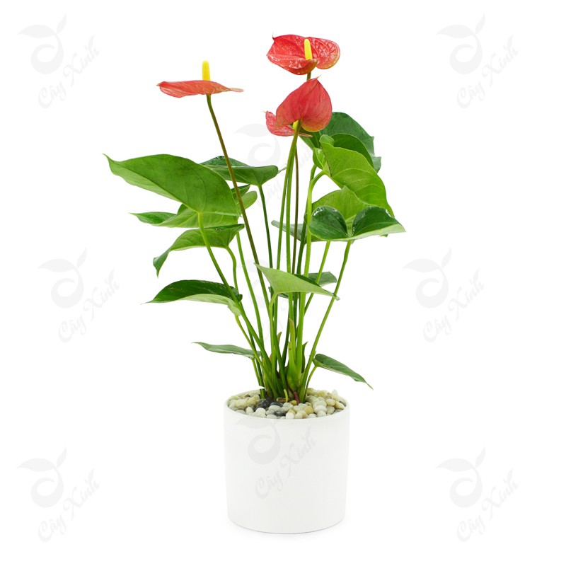 Chậu cảnh để bàn đẹp