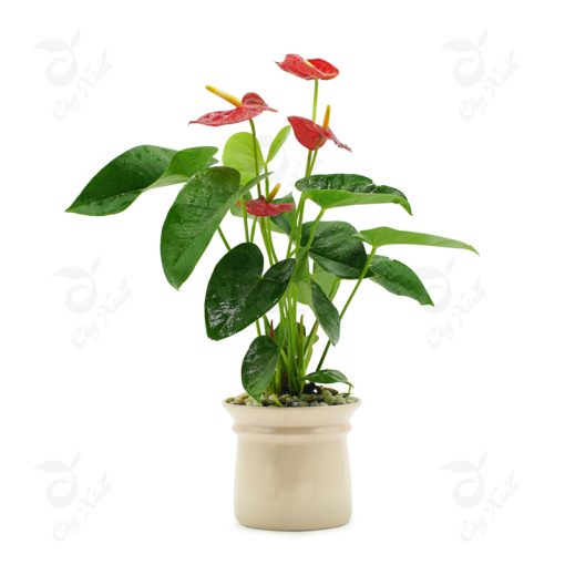 Đất dinh dưỡng TRIBAT