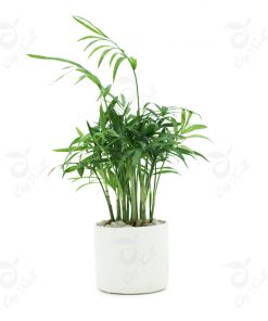 Đất dinh dưỡng TRIBAT mới