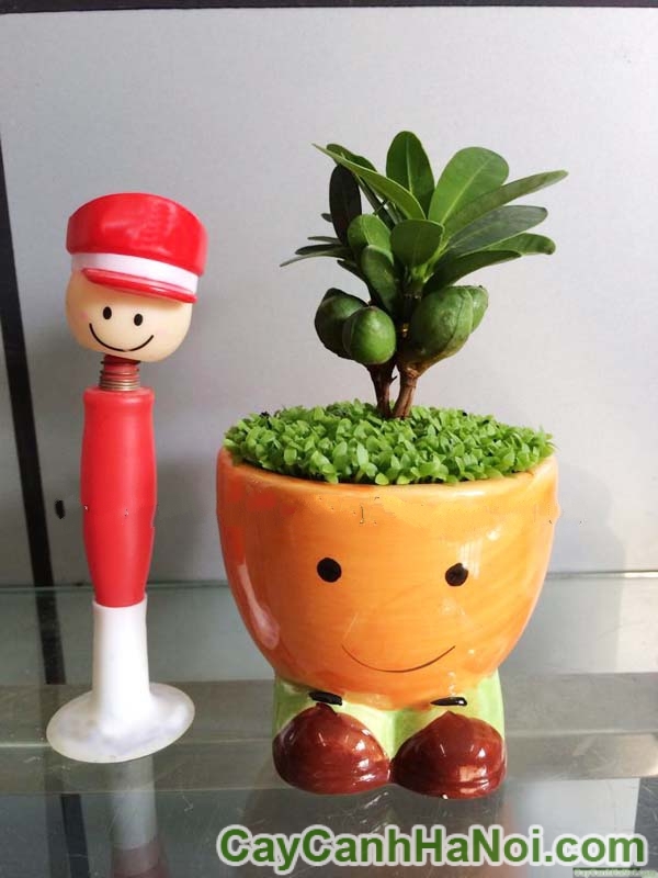 Chậu cây cảnh ngộ nghĩnh