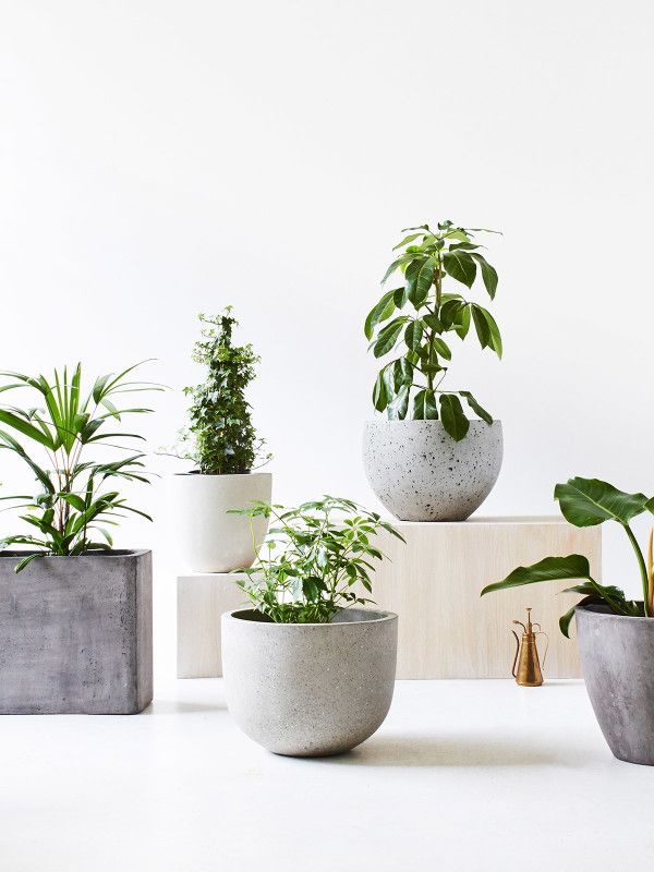 Chậu cảnh để bàn ngộ nghĩnh